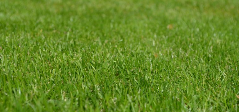 gras bewatering