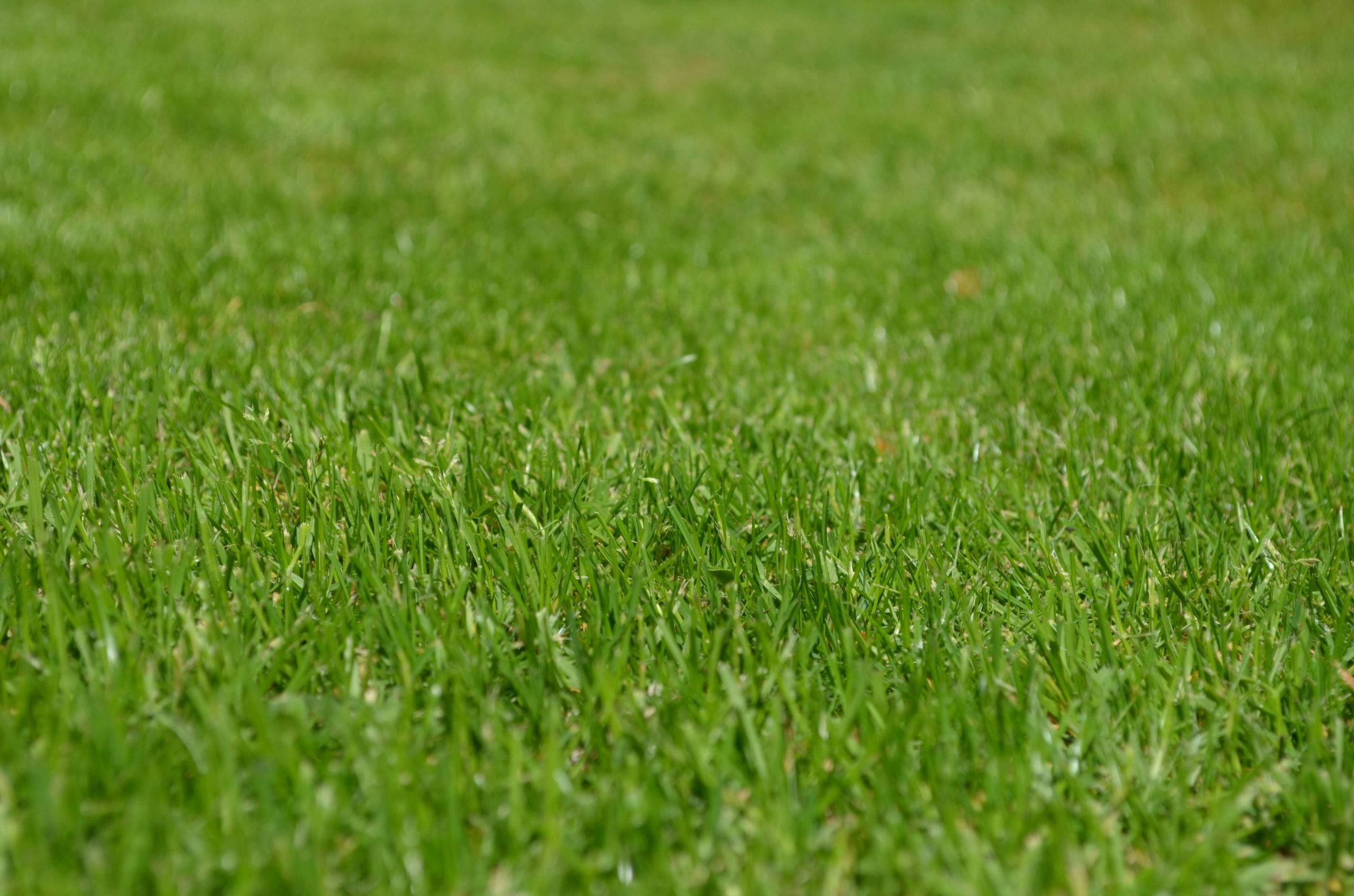 Hoe houd je je gras groen wanneer je op vakantie bent?